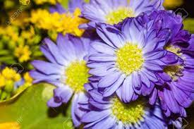 Yellow flowers make a great workplace gift to a coworker having a rough week or to show your appreciation for someone's hard work. A Group Of Purple Flower With A Yellow Centre Coming From A Bouquet Stock Photo Picture And Royalty Free Image Image 93613344