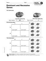 Dominant And Recessive Genes Teachervision