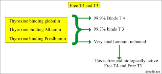 Thyroid - Part 1 - Thyroid Function Test Thyroid Hormones T4 T3 Tsh - Labpedianet