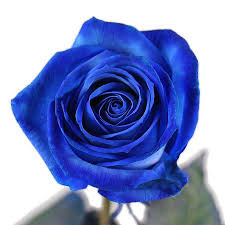 Our flower shop is located in the heart of downingtown, as we are the best florist in downingtown, with the freshest. Order A Bouquet Blue Roses By The Piece With Delivery