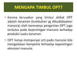 Tumbuhan ini menjadi pelopor sebelum akhirnya ada tumbuhan lain yang tumbuh di obat bius sangat dibutuhkan dalam dunia medis, terutama untuk kepentingan operasi. Dasar Agroteknologi Dr Ir F Didiet Heru Swasono M P Ppt Download