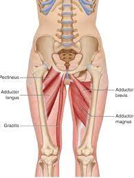 When you lift your thigh toward your chest, a crease forms at this junction. Groin Strains Vasta Performance Training And Physical Therapy