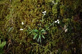 Image result for Cynoglossum lanceolatum