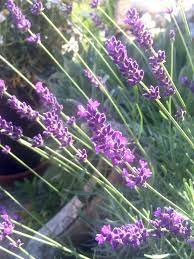 1500 gulf shore boulv n, naples, fl 34102 is the last known address for denise. Naturkosmetik Denise Esposito Home Facebook