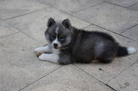 Baby Black And White Pomsky Oreo My 8 Week Old Pomsky Puppies Animals Pomsky