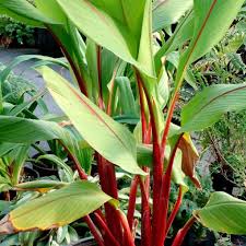 Get an amazing deal by purchasing a property under market value in the area that you are interested in. Curcuma Red Emperor Terra Nova Nurseries Inc