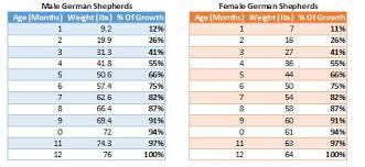 German Shepherd Puppy Growth Chart Goldenacresdogs Com