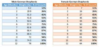 German Shepherd Weight Chart Gallery Of Chart 2019