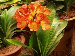 Image result for Clivia miniata
