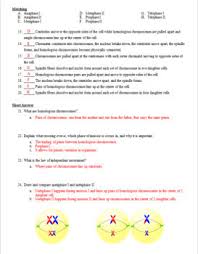 Interphase p = prophase c. Cell Division Meiosis Test Review Questions And Answer Keys Tpt