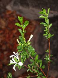 Image result for Lepidotrichilia volkensii