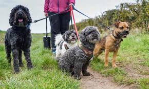 Cat sitters in london, dog sitters in london. Dog Daycare Who Will Look After Your Pet When You Go In To Work Dogs The Guardian