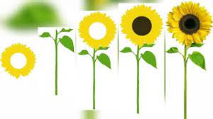 Gambar bunga sakura kartun hitam putih paling hist download now gambar bunga sakura untuk diwarnai fashion bunga sakura bunga download now 150 contoh sketsa gambar. Cara Menggambar Bunga Matahari Colouring Mudah Bagi Pemula Ibispaintx Caramenggambar Sunflower Youtube