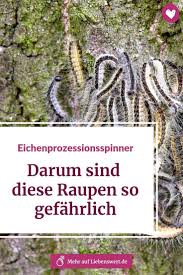 Eichenprozessionsspinner Erkennen Alles Uber Mogliche Gefahren Eichenprozessionsspinner Eiche Schadlinge