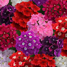Image result for Verbena × hybrida