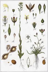 Image result for Subularia monticola