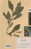 Image result for Struchium