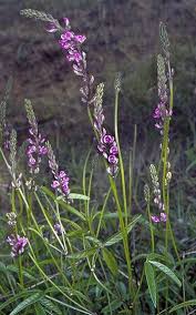 Image result for Cullen tomentosum