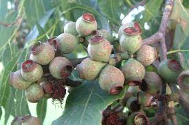 Image result for Eucalyptus torelliana