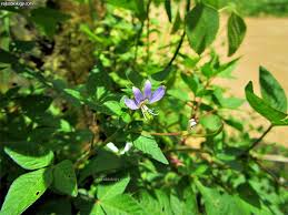 Image result for Cleome rutidosperma