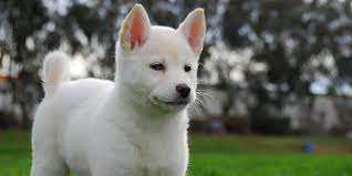 10 Things You Didn T Know About The Korean Jindo