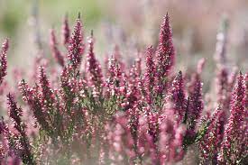 Heather Winter Flowering Plants Of The Pacific Northwest Gardening Heather Plant Heather Gardens Pacific Northwest Garden