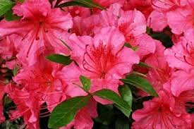 Azalea Live Plant Azalea Ka Podha Bonsai Plants Nursery