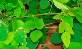 Image result for Desmodium