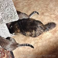 Places you don't want your cat to explore may include kitchen counters, the inside of the clothes dryer, the top of the washing machine, high bookshelves, hanging potted plants, trashcans and doors that open to the outside. What Are The Cat Growth Stages The Way Of Cats