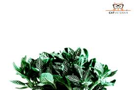 What mint plants are safe for cats? What Mint Plants Are Safe For Cats Cat Veteran