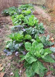 Collard greens may be introduced as soon as your baby is ready to start solids, which is generally around 6 months of age. Variety Spotlight Collard Greens Happy Acres Blog