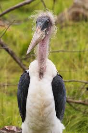White Bird With Crazy Hair Marabou Stork By Secondclaw On Deviantart Weird Birds Colorful Birds Pet Birds