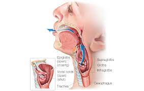 The larynx is a cartilaginous chamber about 4 cm (1.5 in.) long. Laryngeal Cancer Voice Box Cancer Introduction Head And Neck Cancer Types Head And Neck Cancer Australia