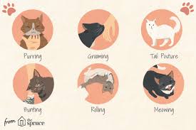 One of the sleeping positions that confuses some cat owners is the face down, head in paws, face pressed against floor types of sleeping position. 12 Ways Cats Show They Love You