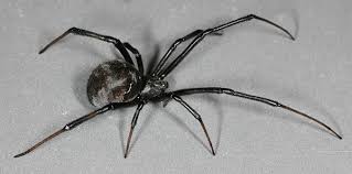 Facts on black widow spider identification, prevention, characteristics, and more. How To Identify Brown Widow Spiders Center For Invasive Species Research