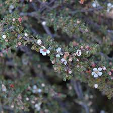 Image result for Cotoneaster microphyllus