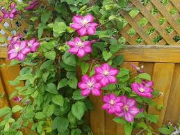 Can you start a clematis from a clipping. How To Take Clematis Cuttings Pyracantha Co Uk