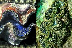 Image result for Tridactyle stevartiana