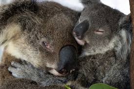 Image result for koala