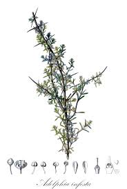 Image result for Lasiodiscus pervillei