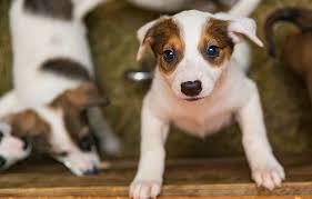 Second chance pet adoptions a 6003 chapel hill road, suite 125, raleigh, nc 27607 rescue helping to find loving homes for dogs, cats. Pet Adoption And Shelters In Cary Amberly Veterinary Hospital