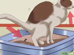 About 0% of these are veterinary medicine, 1% are beauty products, and 0% are gastrointestinal healthcare products. 3 Ways To Cure A Cat Of Constipation Wikihow
