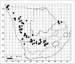 Image result for Phaeoptilum spinosum