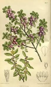 Image result for Myrsine africana