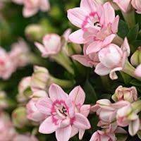 Pale Pink Bouvardia Wedding Flower Inspiration Wedding Flowers Pale Pink