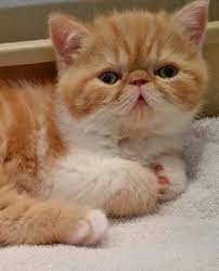 We are specialized exotic shorthair cat breeders. Pin On Cats On Steroids