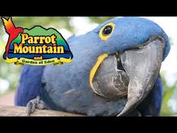parrot mounn pigeon forge tn