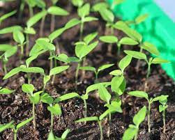 Maybe you would like to learn more about one of these? Instructions For The Transplanting Of Chili Plants Chili Shop24 De