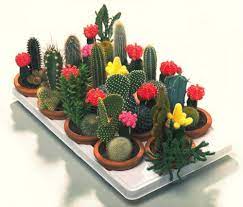 Es una especie de obligación. Diferencia Entre Un Cactus Y Una Suculenta Suculentas