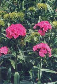 Sweet William Dianthus Flower Seeds Sweet William Flowers Dianthus Barbatus